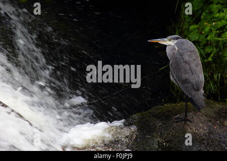 Un Airone cinerino (Ardea cinerea) sorge da una cascata sul fiume imp nel Peak District, DERBYSHIRE REGNO UNITO Inghilterra Foto Stock