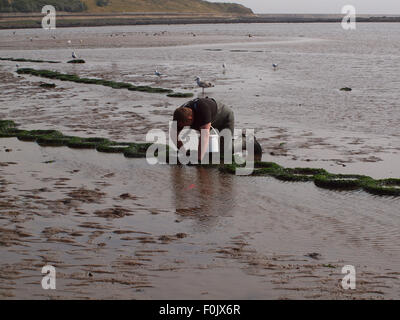 Newcastle upon Tyne, 17 agosto 2015, UK Meteo. Il bel tempo con la bassa marea sul Tyne esponendo le righe di pneumatici cattura di crostacei solo per essere raccolte dai pescatori di esca. Foto Stock