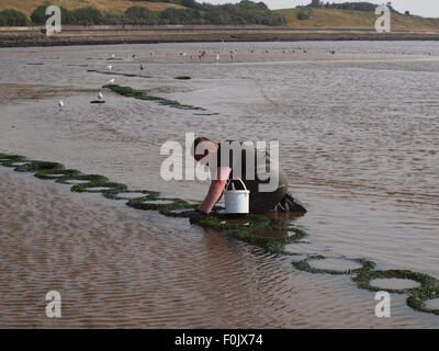 Newcastle Upon Tyne, 17 agosto 2015, UK Meteo. Il bel tempo con la bassa marea sul Tyne esponendo le righe di pneumatici cattura di crostacei solo per essere raccolte dai pescatori. Foto Stock