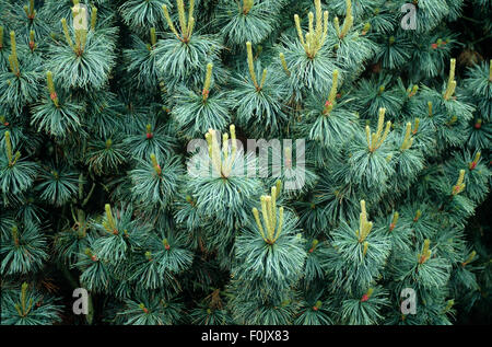 Zwerg-Zirbelkiefer, Pygmaea Foto Stock