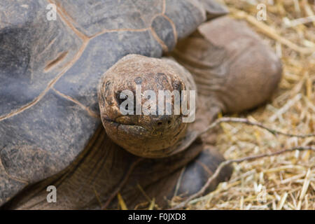Tartaruga gigante di Aldabra (Geochelone elephantopus) sul fieno Foto Stock