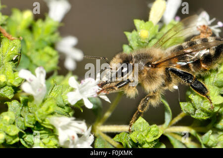 Comune di miele delle api (Apis melifera) alimentazione sui fiori di origano. Kent, Inghilterra, Agosto Foto Stock