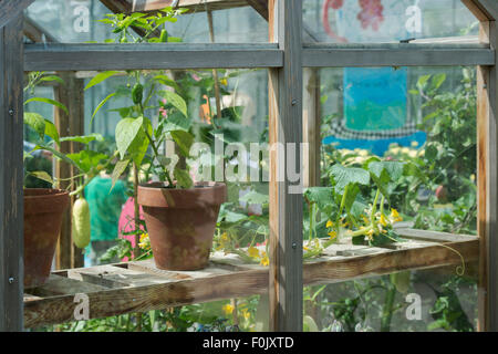 Serra in legno con il cetriolo e piante di pepe all'interno ad RHS Wisley Gardens. Surrey, Inghilterra Foto Stock