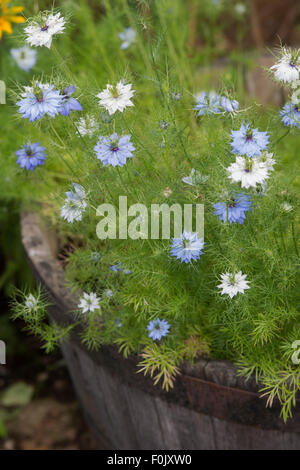 Nigella damascena. Amore in una nebbia fiori in un barile di legno usato come un impianto pot Foto Stock