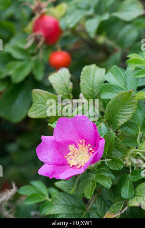 Rosa rugosa rubra. Rose "rugosa" rosso e rosa canina Foto Stock