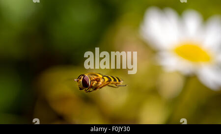 Hoverfly lasciando un fiore selvatico, mais camomilla Foto Stock