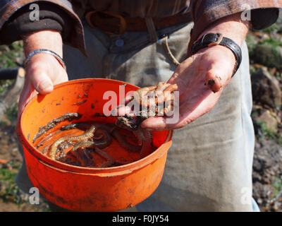 Newcastle Upon Tyne, 17 agosto 2015, UK Meteo. Il bel tempo con la bassa marea sul Tyne esponendo le righe di pneumatici cattura di crostacei solo per essere raccolte dai pescatori di esca, Foto Stock