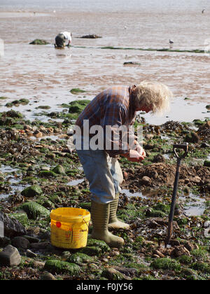 Newcastle Upon Tyne, 17 agosto 2015, Uk Meteo. Il bel tempo con la bassa marea sul Tyne esponendo le righe di pneumatici cattura di crostacei solo per essere harvesrwed dai pescatori di esca. Foto Stock