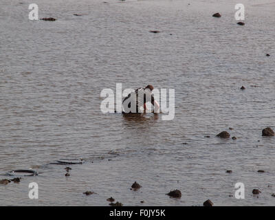 Newcastle Upon Tyne, 17 agosto 2015, UK Meteo. Il bel tempo con la bassa marea sul Tyne esponendo le righe di pneumatici cattura di crostacei solo per essere raccolte dai pescatori di esca. Foto Stock