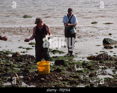 Newcastle Upon Tyne, 17 agosto 2015, UK meteo. Il bel tempo con la bassa marea sul Tyne esponendo le righe di pneumatici cattura di crostacei solo per essere raccolte dai pescatori di esca. Foto Stock