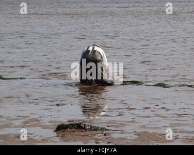 Newcastle Upon Tyne, 17 agosto 2015, Uk Meteo. Il bel tempo con la bassa marea sul Tyne esponendo le righe di pneumatici cattura di crostacei solo per essere raccolte dai pescatori di esca. Foto Stock