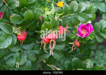 Rosa rugosa rubra. Rosa canina e Rosa "rugosa red' Fiore Foto Stock