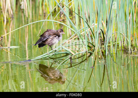 Un bambino (Moorhen Gallinula chloropus) e riflessioni a Cilgerran riserva naturale. Foto Stock