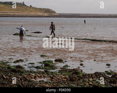 Newcastle Upon Tyne, 17 agosto 2015, UK Meteo. il bel tempo con la bassa marea sul Tyne esponendo le righe di pneumatici cattura di crostacei solo per essere raccolte dai pescatori di esca. Foto Stock