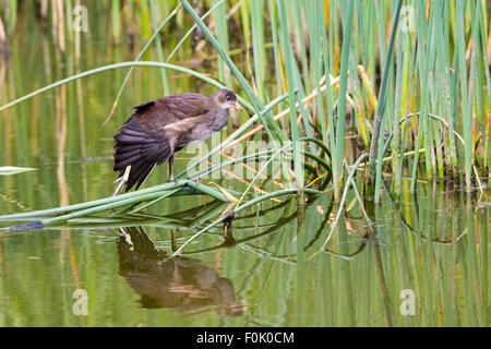 Un bambino (Moorhen Gallinula chloropus) e riflessioni a Cilgerran riserva naturale. Foto Stock