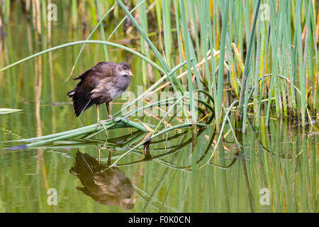 Un bambino (Moorhen Gallinula chloropus) e riflessioni a Cilgerran riserva naturale. Foto Stock