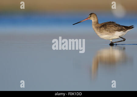 Passeggiata mattutina del nero-tailed Godwit Foto Stock