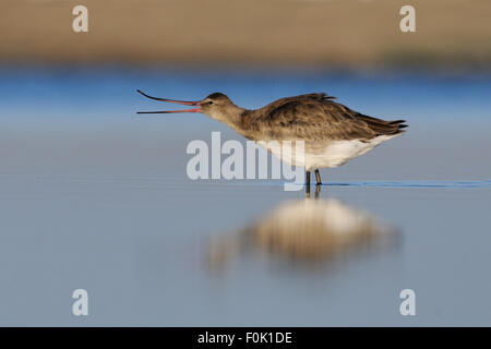 Nero-tailed Godwit visualizza il suo becco flessibile nelle prime ore del mattino Foto Stock