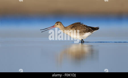 Nero-tailed Godwit visualizza il suo becco flessibile nelle prime ore del mattino Foto Stock