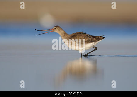 Nero-tailed Godwit visualizza il suo becco flessibile nelle prime ore del mattino Foto Stock