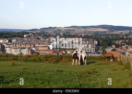 Cavalli pezzati dando a ogni altro un graffio con la cittadina di Whitby in background Foto Stock