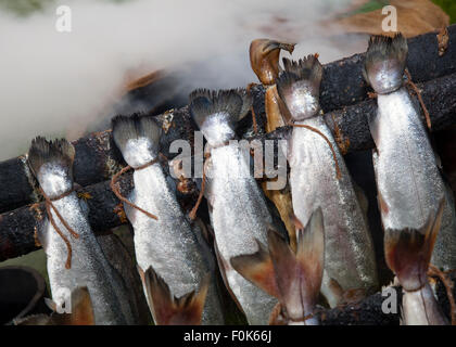 Eglefino cotto pesci Smokies, affumicati conserve specialità pesce,a mare Arbroath Fest, a nord-est della Scozia, Regno Unito Foto Stock