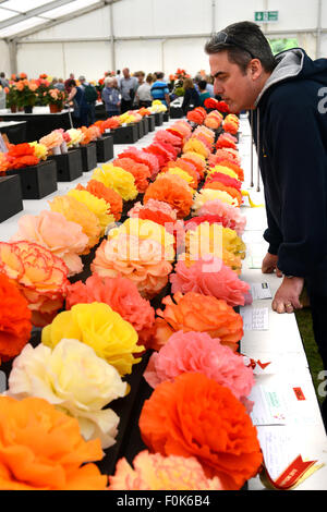 Begonia begonie display mostrano Shrewsbury Flower Show Uk Foto Stock