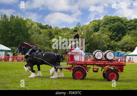 Thwaites a cavallo il birra dray in mostra a seppellire spettacolo agricolo in Lancashire, Inghilterra, Regno Unito. Foto Stock