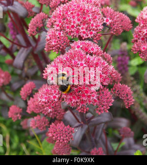 Ape sulla testa di sedum nel giardino interno in Lancashire Foto Stock