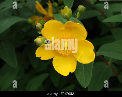 Boccioli di fiori e foglie di Iperico, bush (Hypericum) una pianta con proprietà medicinali utilizzati nella medicina alternativa Foto Stock