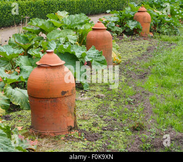 Rabarbaro in terracotta forzatore in una patch di rabarbaro. Questo consente al rabarbaro per crescere nel buio, garantendo così è dolce e dei bandi di gara Foto Stock