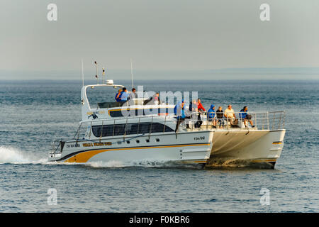 Whale watching in catamarano Juan de Fuca Strait sulla serata estiva-Victoria, British Columbia, Canada. Foto Stock