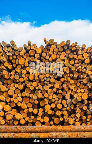 Fresche Legname pino impilati a deposito di legname. Lavorazione del legno tema. Foto Stock