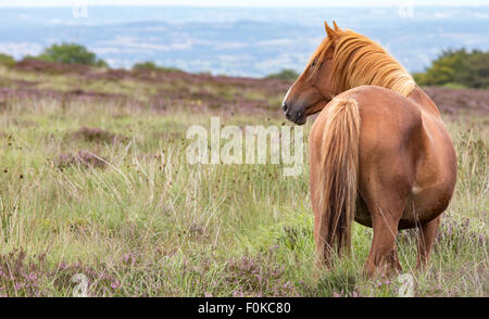 Cavallo di castagno sul Clee Hills, Shropshire, Inghilterra, Regno Unito Foto Stock