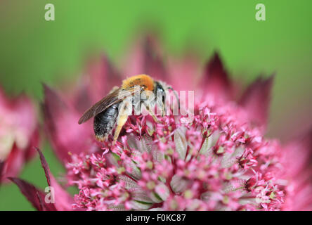 Un grazioso Bumble Bee su un fiore rosa Foto Stock