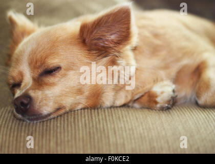 Carino chihuahua cucciolo che dorme sul divano. Foto Stock