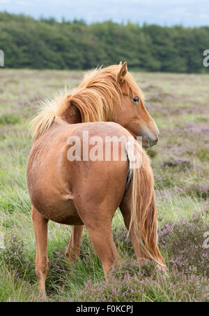 Cavallo di castagno sul Clee Hills, Shropshire, Inghilterra, Regno Unito Foto Stock