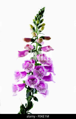 Foxglove, Digitalis purpurea, impianto medico Foto Stock