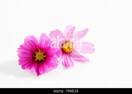 Aster messicano, Cosmos bipinnatus, fiorisce Foto Stock