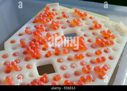 Salmone Chinook roe fertile. Foto Stock