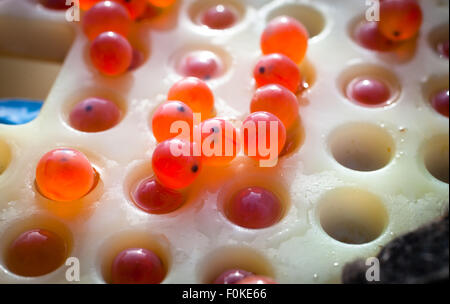 Salmone Chinook roe fertile. Foto Stock