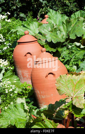 Rabarbaro (Rheum rhabarbarum) cresce in una terracotta pentola di creta Inghilterra UK Europa Foto Stock