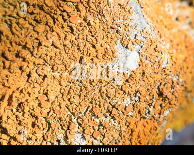 I licheni le rocce marine. Immagine macro di licheni su una roccia nei pressi di una spiaggia Foto Stock