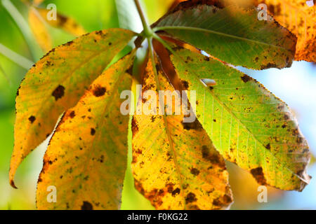 Quintessentially autunno il grassetto cavallo castagno - natura del ciclo stagionale Jane Ann Butler JABP Fotografia1343 Foto Stock