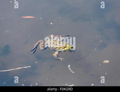 Macchiettato di verde rana di palude, Pelophylax ridibundus, a Giverny, nuoto sulla superficie del laghetto di gigli in giardino di Claude Monet, Normandia, Francia Foto Stock