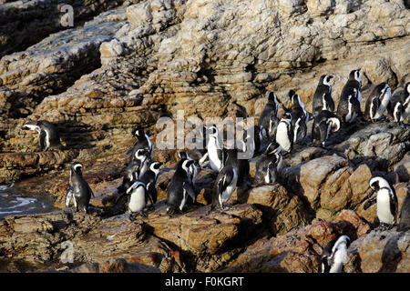 Pinguino africano (Spheniscus demersus) Colonia a Betty's Bay, Sud Africa Foto Stock