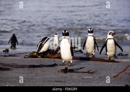 I Penguins africani (Spheniscus demersus) uscita acqua utilizzando calcestruzzo rampa barca a Betty's Bay, Sud Africa Foto Stock