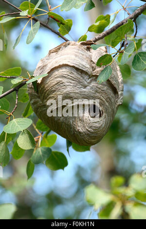 La carta del nido il calvo di fronte hornet (Dolichovespula maculata), un comune wasp trovati in America del Nord. Foto Stock