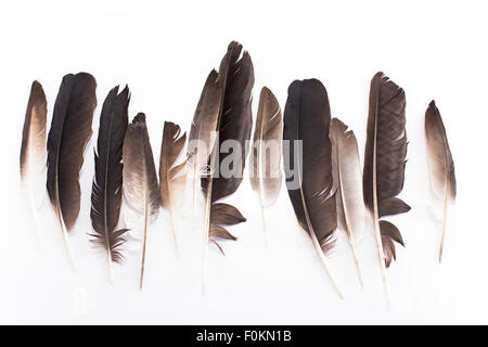 Piume di piccione, isolato su bianco. Foto Stock