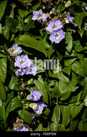 Sky vine Thunbergia grandiflora, cielo blu della vigna, Bengala vitigno orologio Foto Stock